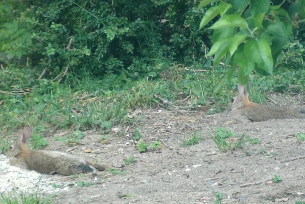 Appartamento Aux Nobles Acacias Épagne-Épagnette Esterno foto